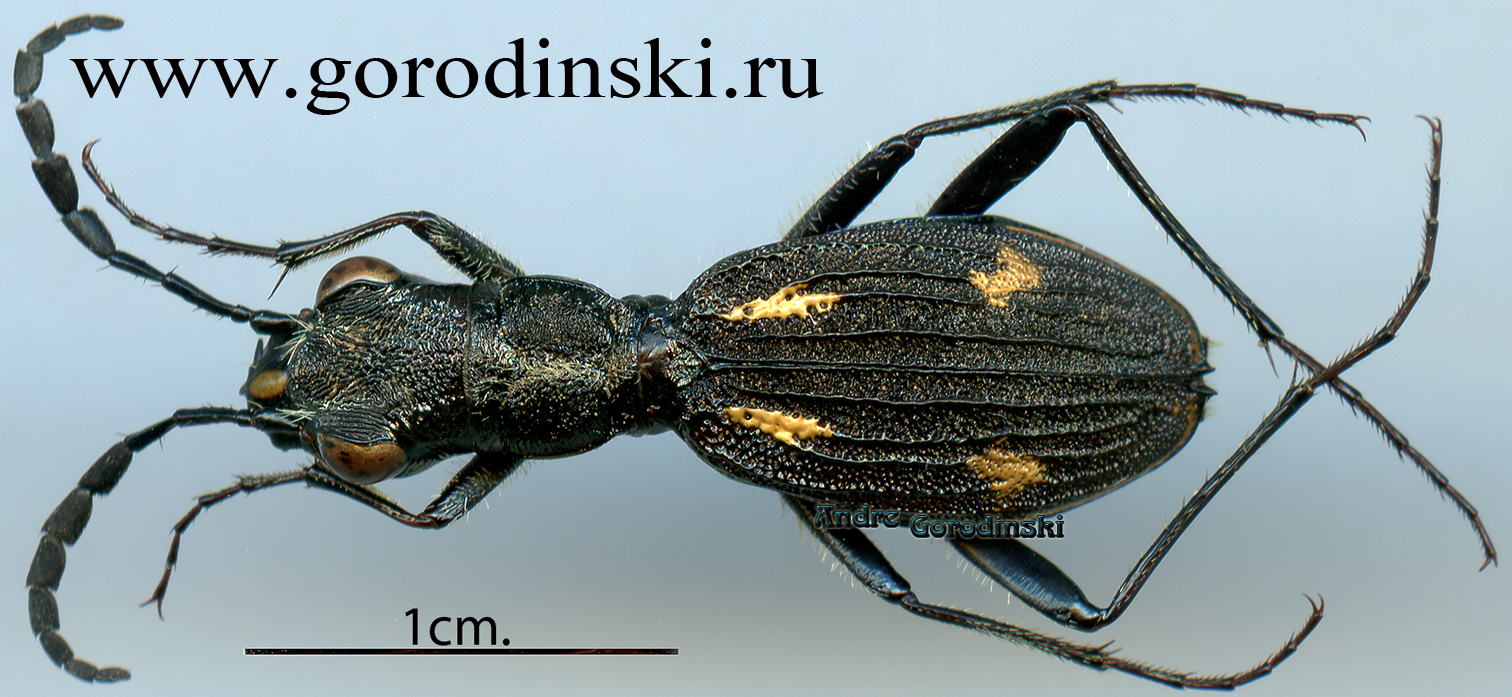 http://www.gorodinski.ru/cicindela/Dromica mauchii ssp.purpurascens.jpg